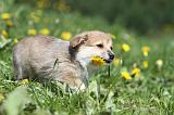 CORGI PEMBROKE 601